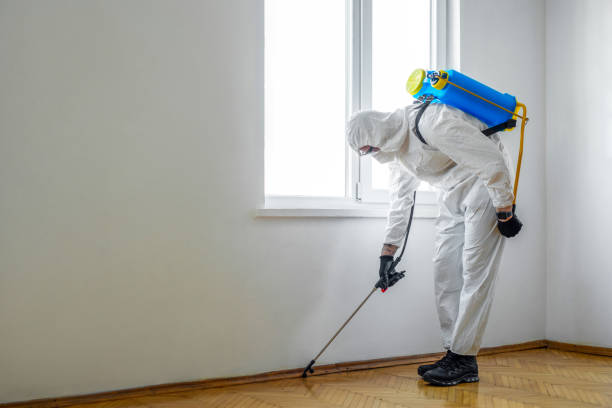 Best Local Pest Control Services  in Windcrest, TX