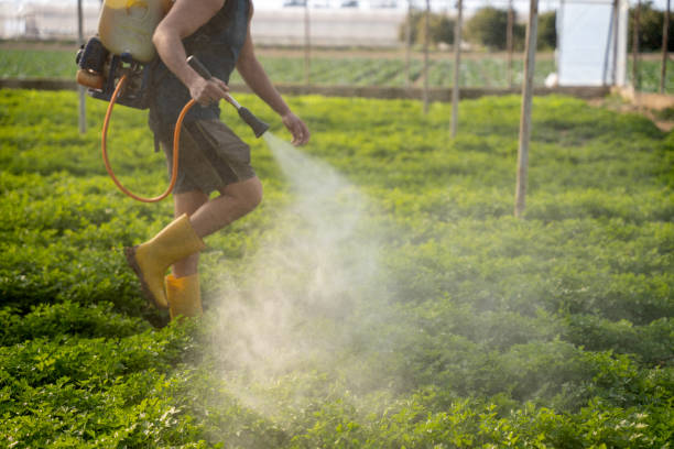 Best Emergency Pest Control  in Windcrest, TX