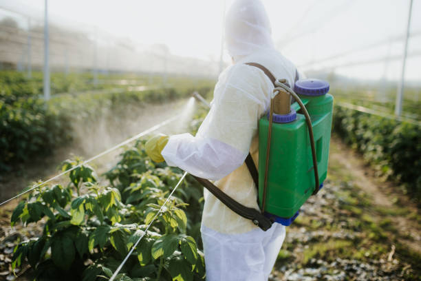 Best Pest Removal Services  in Windcrest, TX